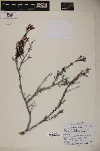 Eriogonum terrenatum image