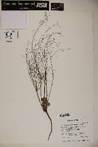 Eriogonum subreniforme image