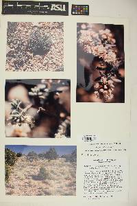 Eriogonum pulchrum image