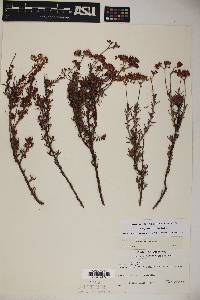 Eriogonum pulchrum image