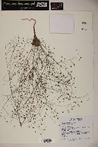 Eriogonum capillare image