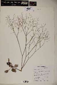 Eriogonum cernuum image