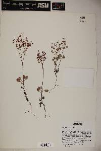 Eriogonum cernuum image