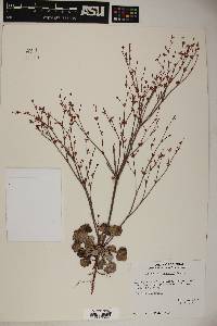 Eriogonum davidsonii image