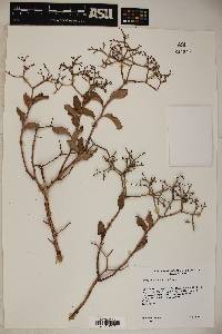 Eriogonum corymbosum image