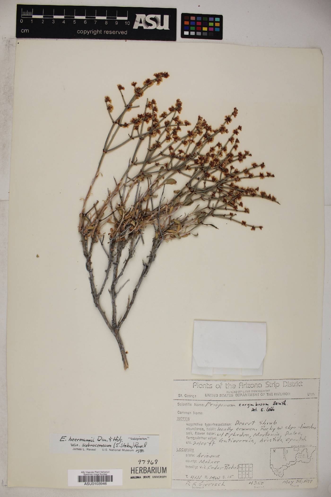 Eriogonum heermannii var. subspinosum image