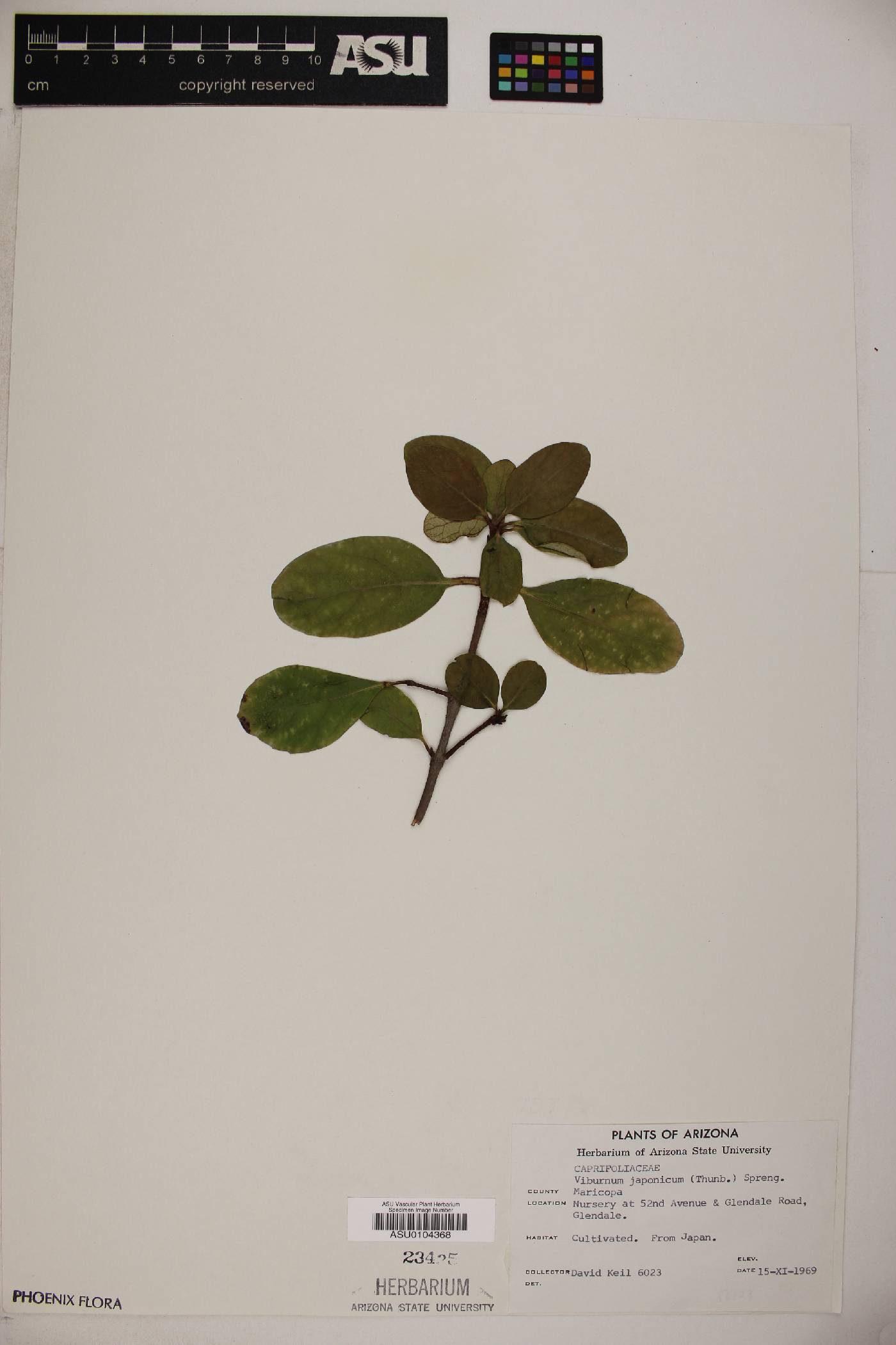 Viburnum japonicum image