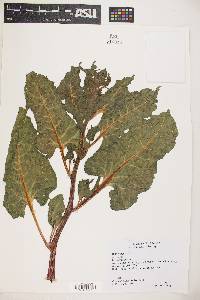 Beta vulgaris image