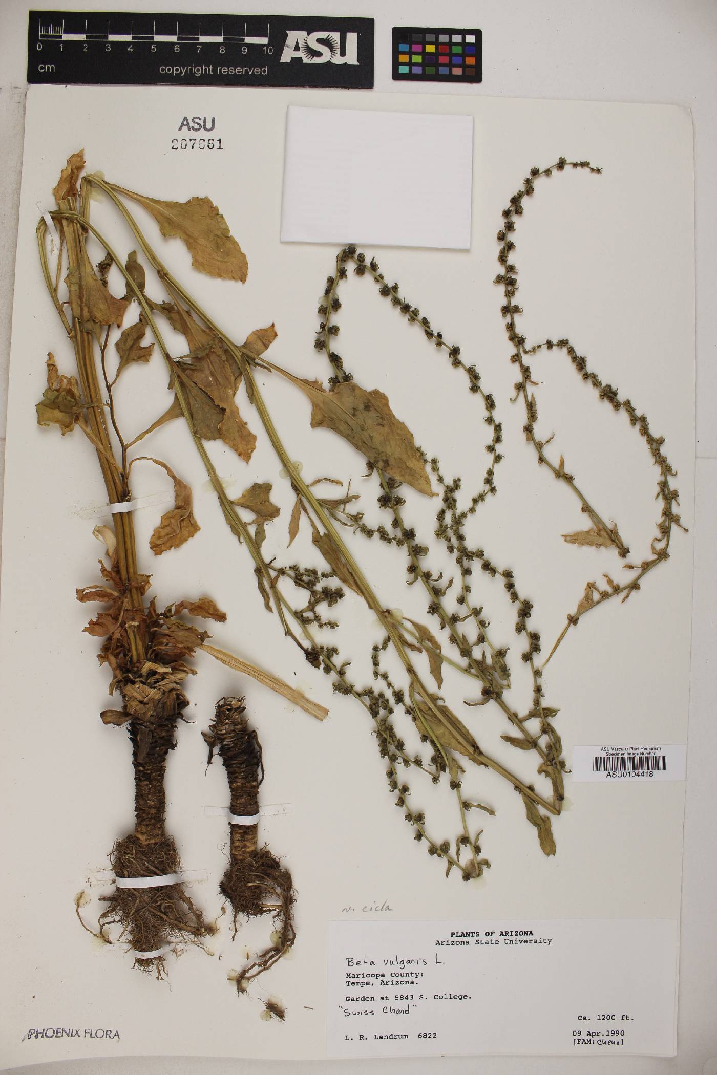 Beta vulgaris image