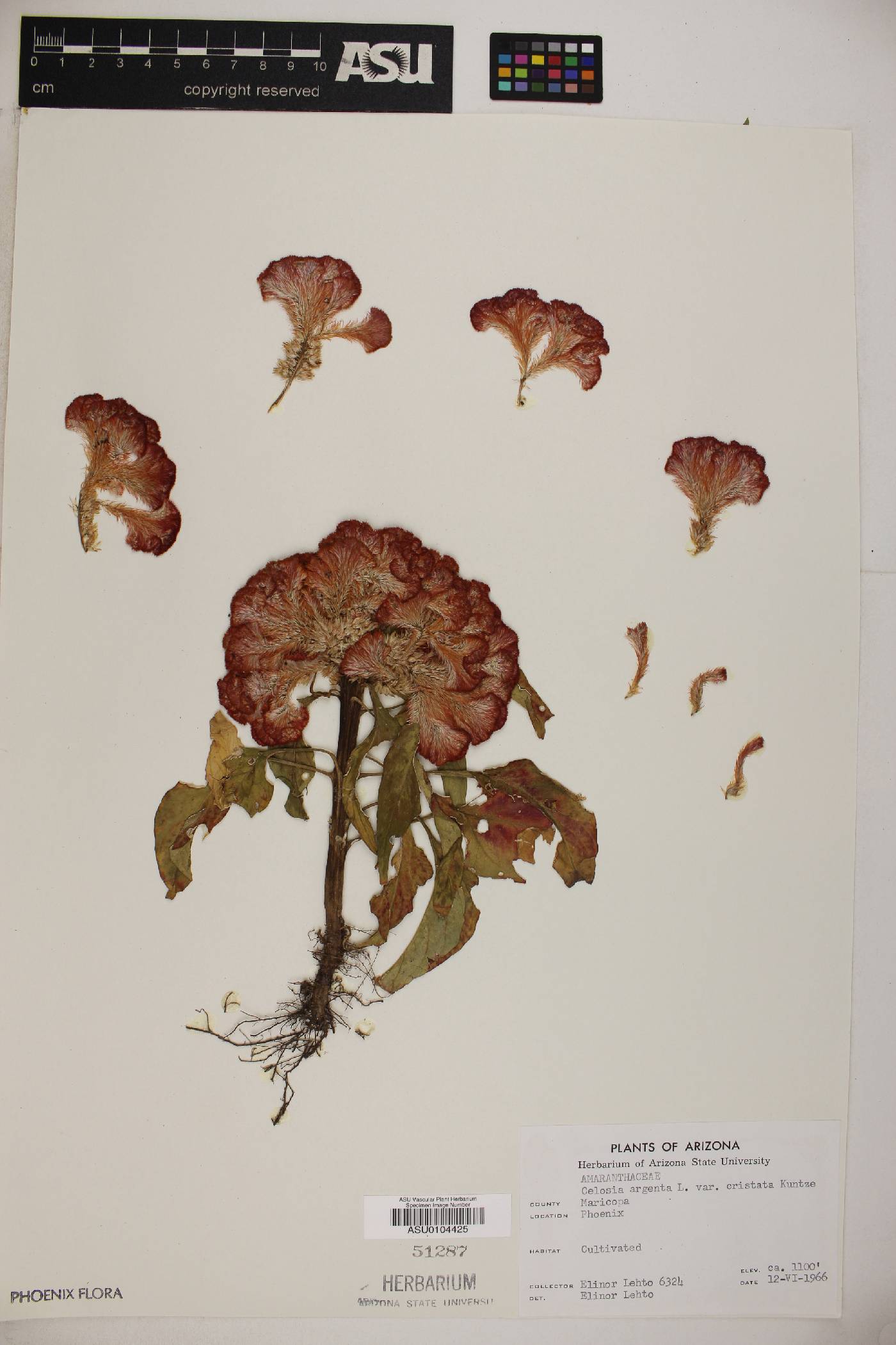 Celosia argentea var. argentea image