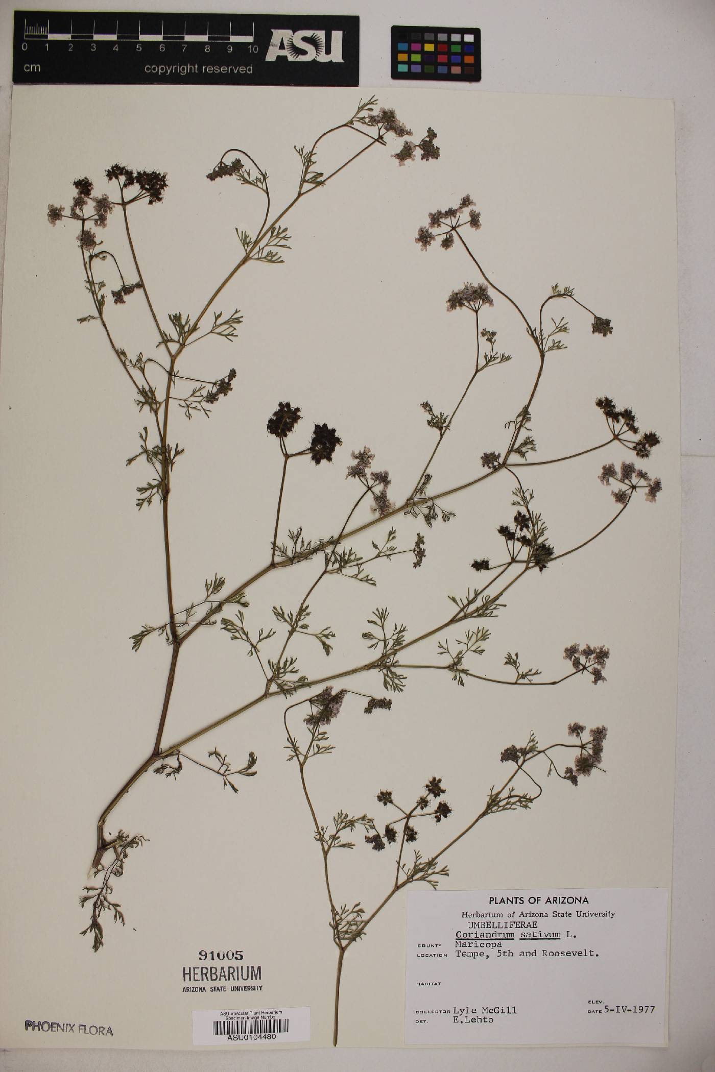 Coriandrum sativum image