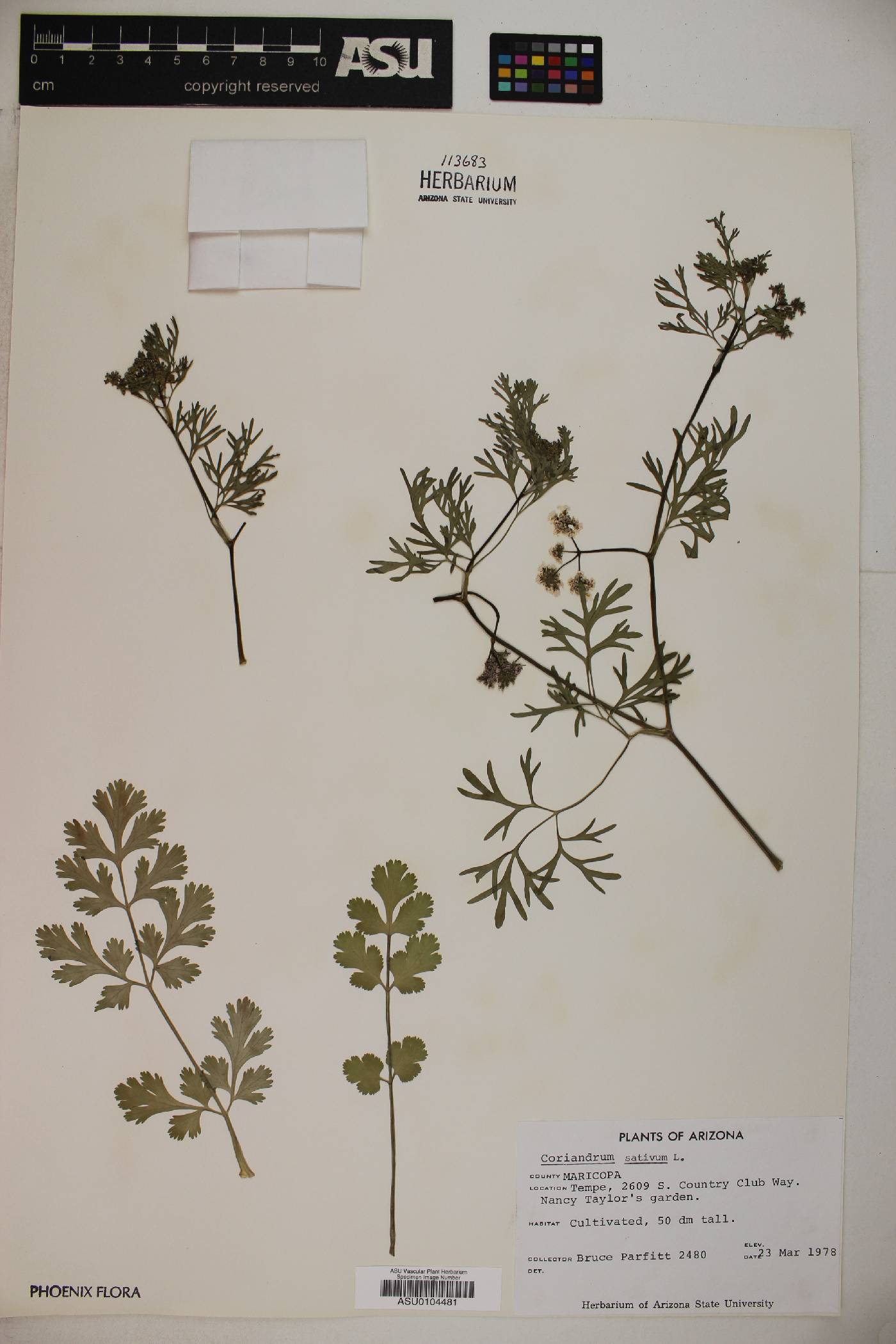 Coriandrum sativum image