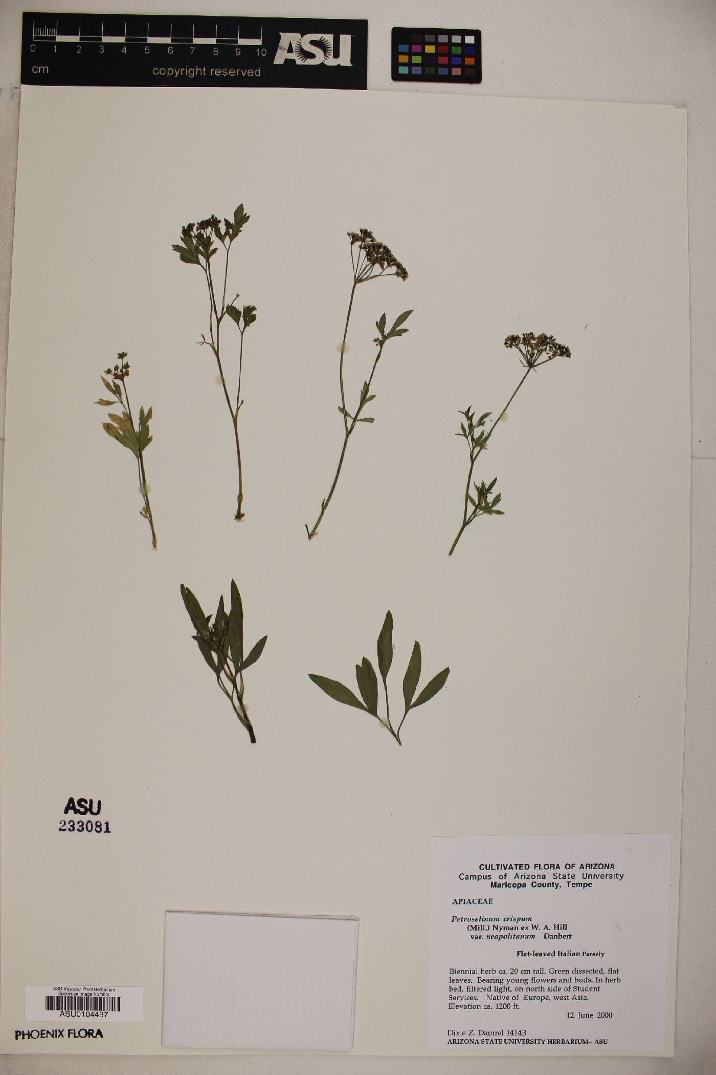 Petroselinum crispum image