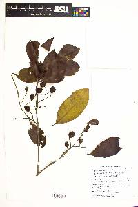 Eugenia salamensis image