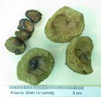 Psidium rostratum image