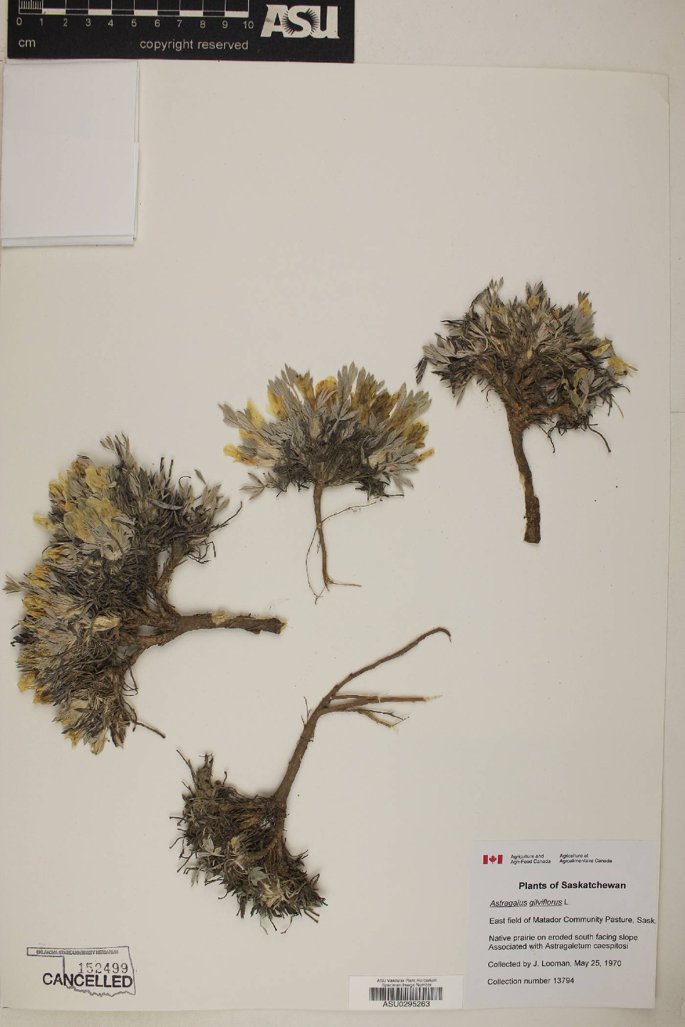 Astragalus gilviflorus image