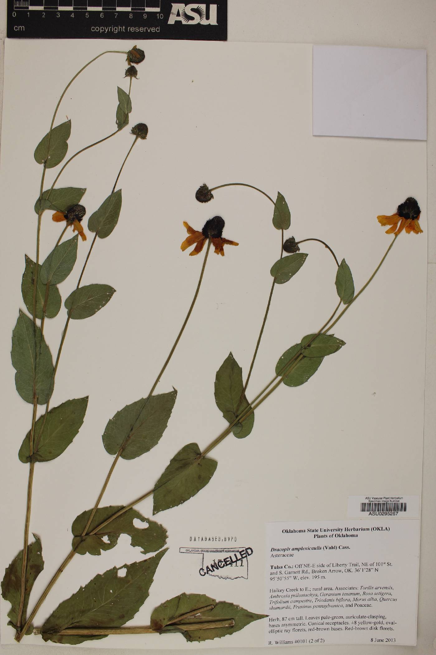 Rudbeckia amplexicaulis image