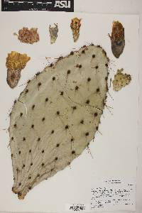 Opuntia x occidentalis image