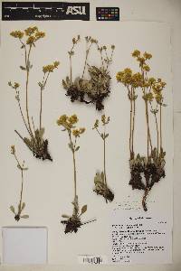 Eriogonum arcuatum image