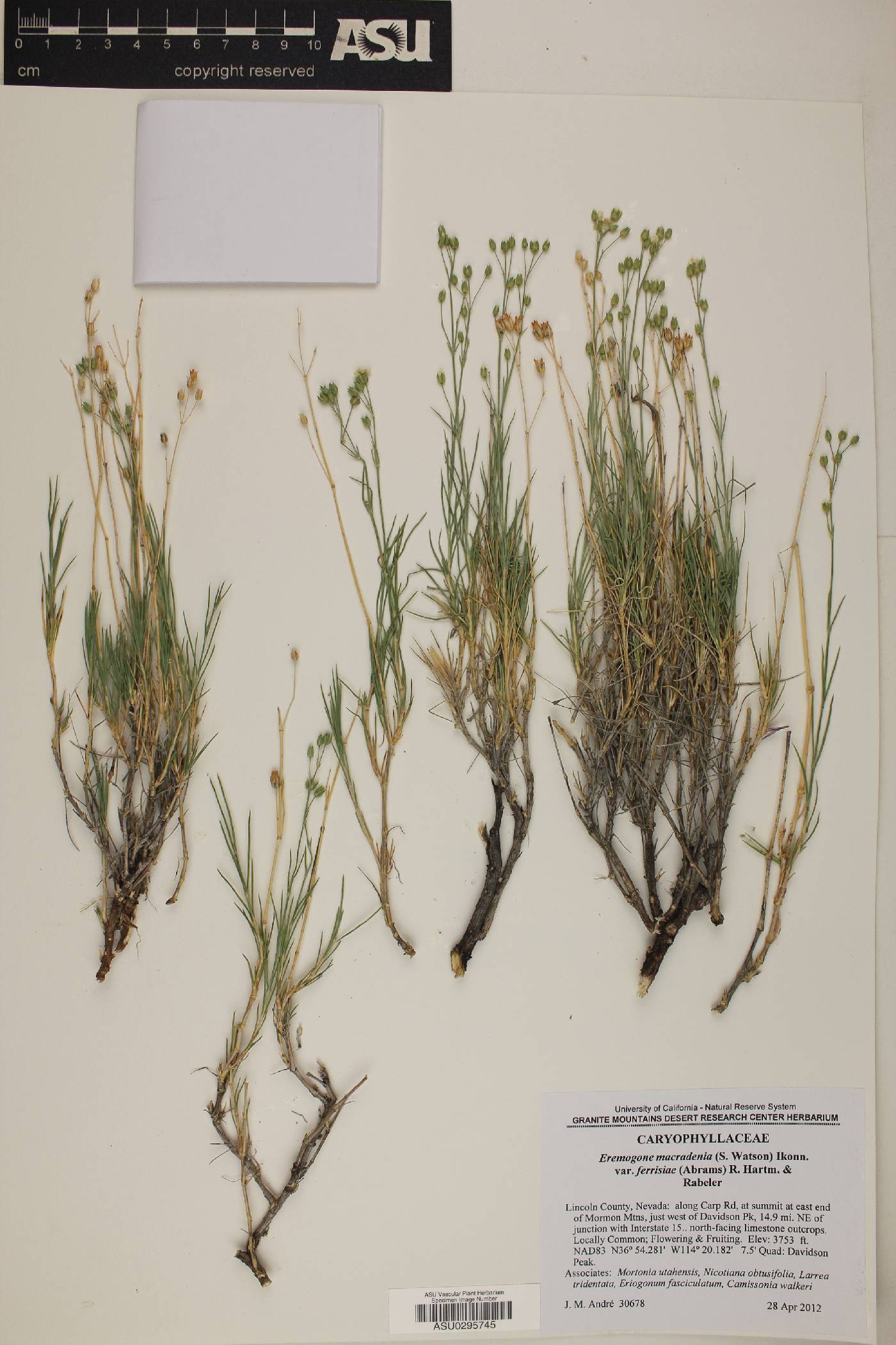 Eremogone macradenia var. ferrisiae image