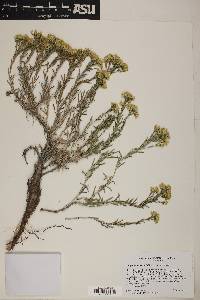 Chrysothamnus viscidiflorus image