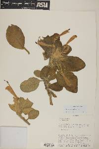 Image of Centropogon erythraeus