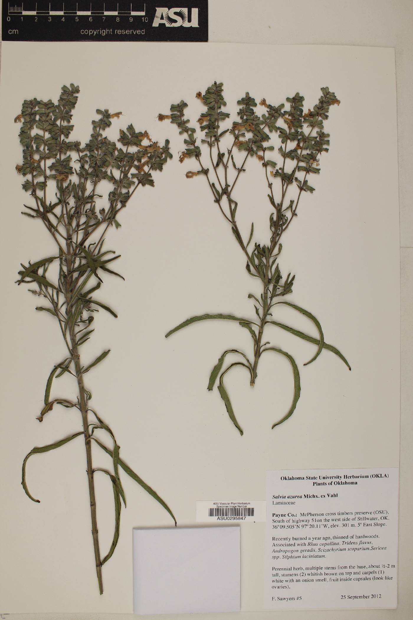 Salvia acerifolia image