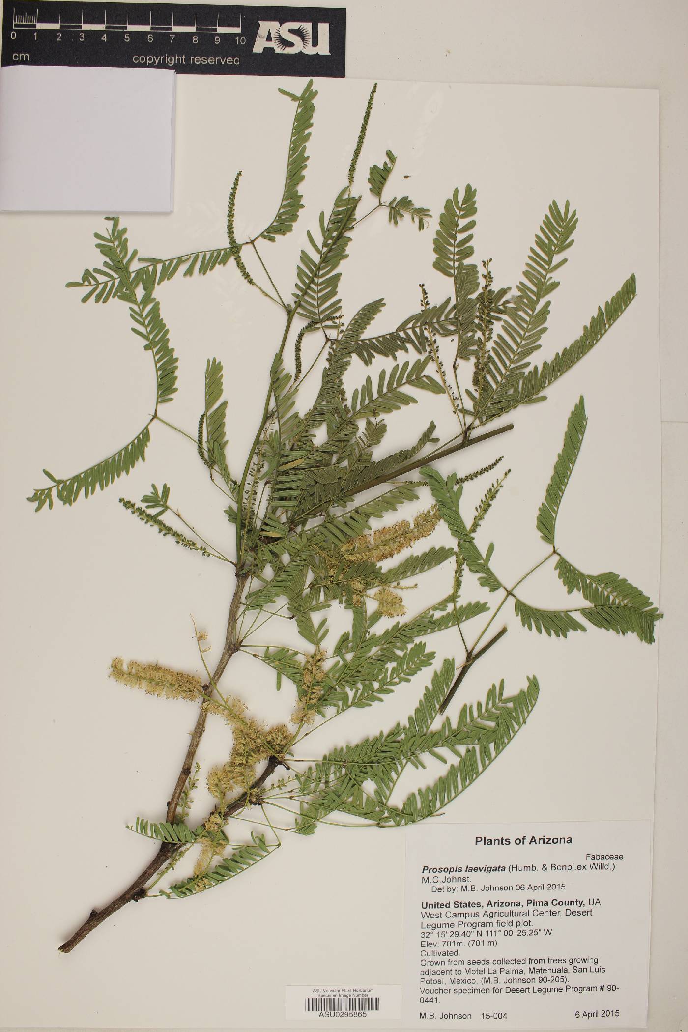 Prosopis laevigata image