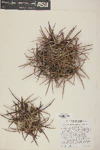 Echinocactus polycephalus image