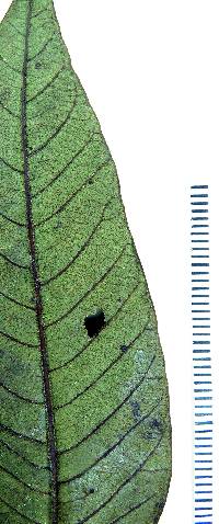 Psidium rutidocarpum image