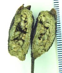 Psidium rutidocarpum image