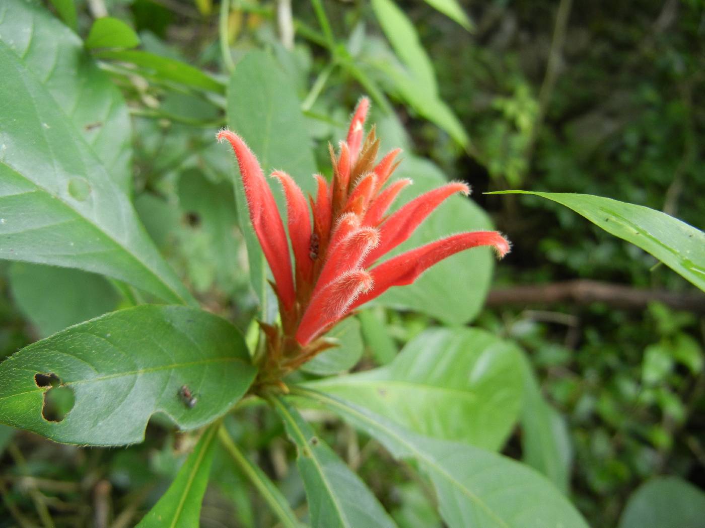 Aphelandra scabra image