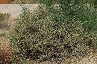 Atriplex canescens image