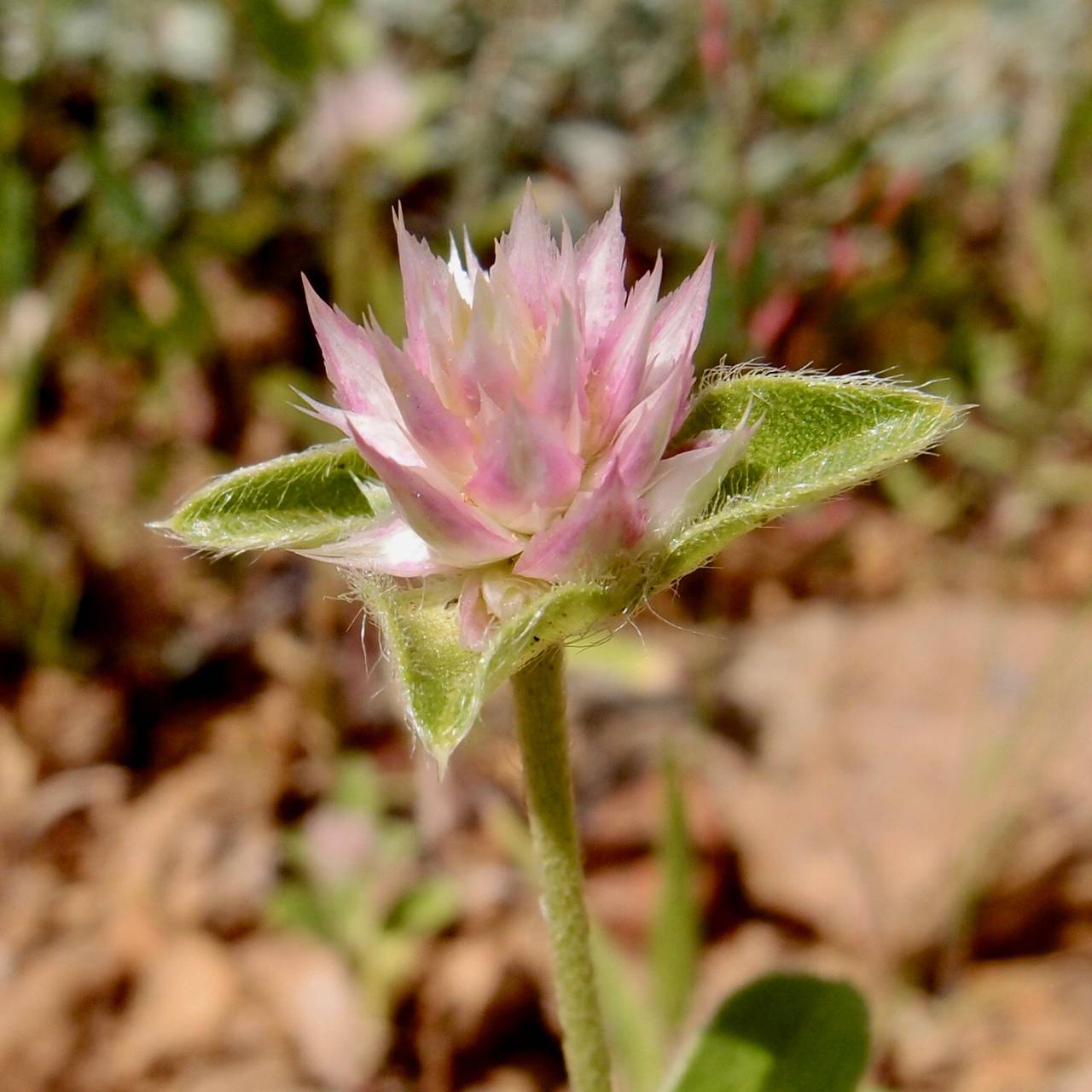 Gomphrena nitida image