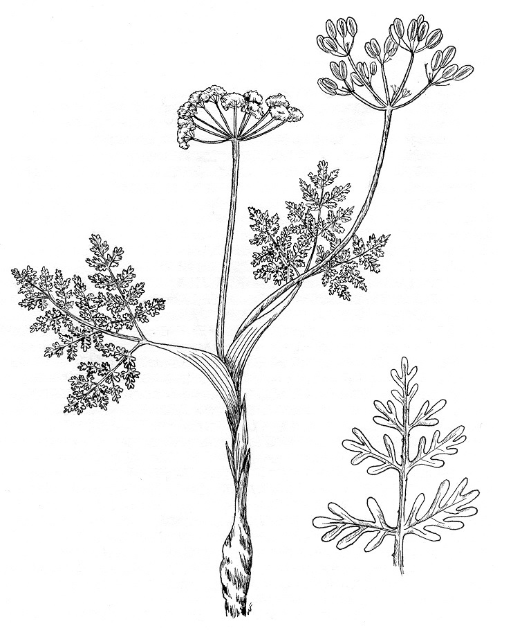 Lomatium attenuatum image
