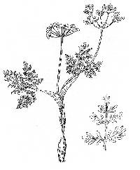 Image of Lomatium attenuatum