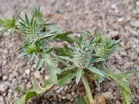 Eryngium nasturtiifolium image