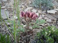 Image of Cymopterus constancei