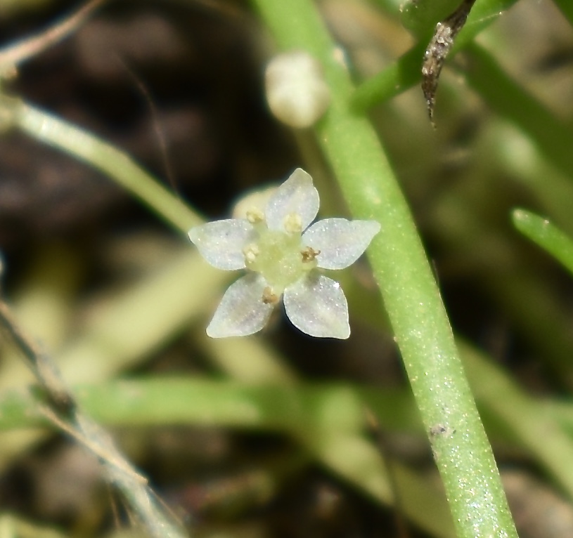 Lilaeopsis schaffneriana image