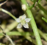 Lilaeopsis schaffneriana image