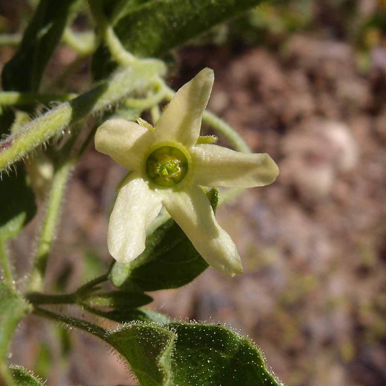 Polystemma cordifolium image