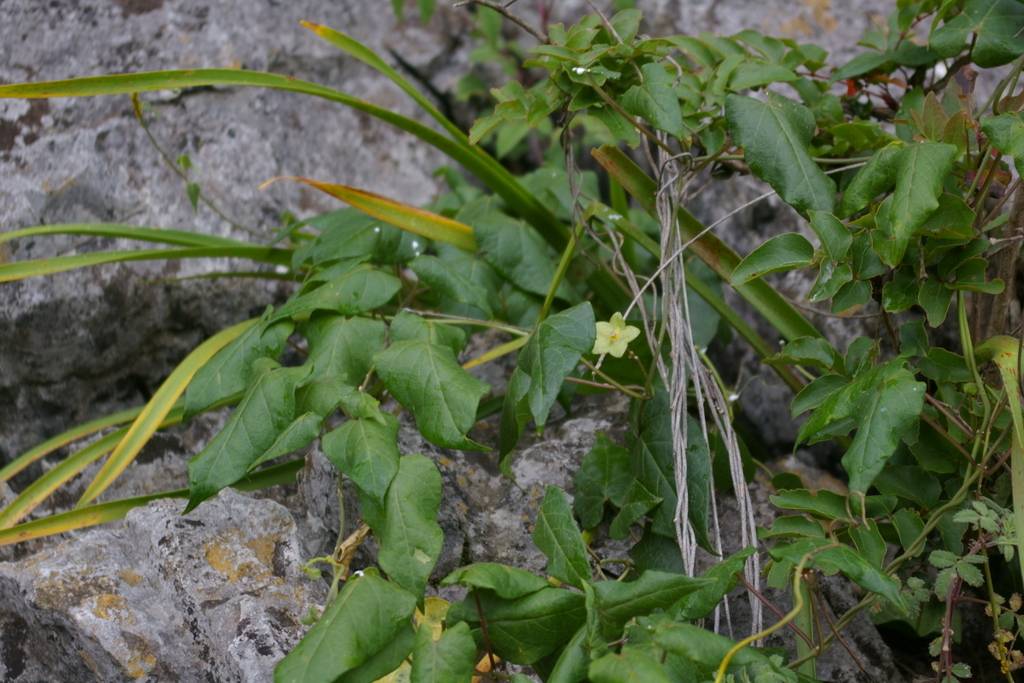 Matelea reticulata image