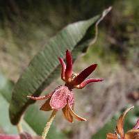 Asclepias hypoleuca image