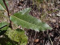 Asclepias hypoleuca image