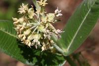 Asclepias lemmonii image