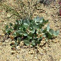 Asclepias cryptoceras image