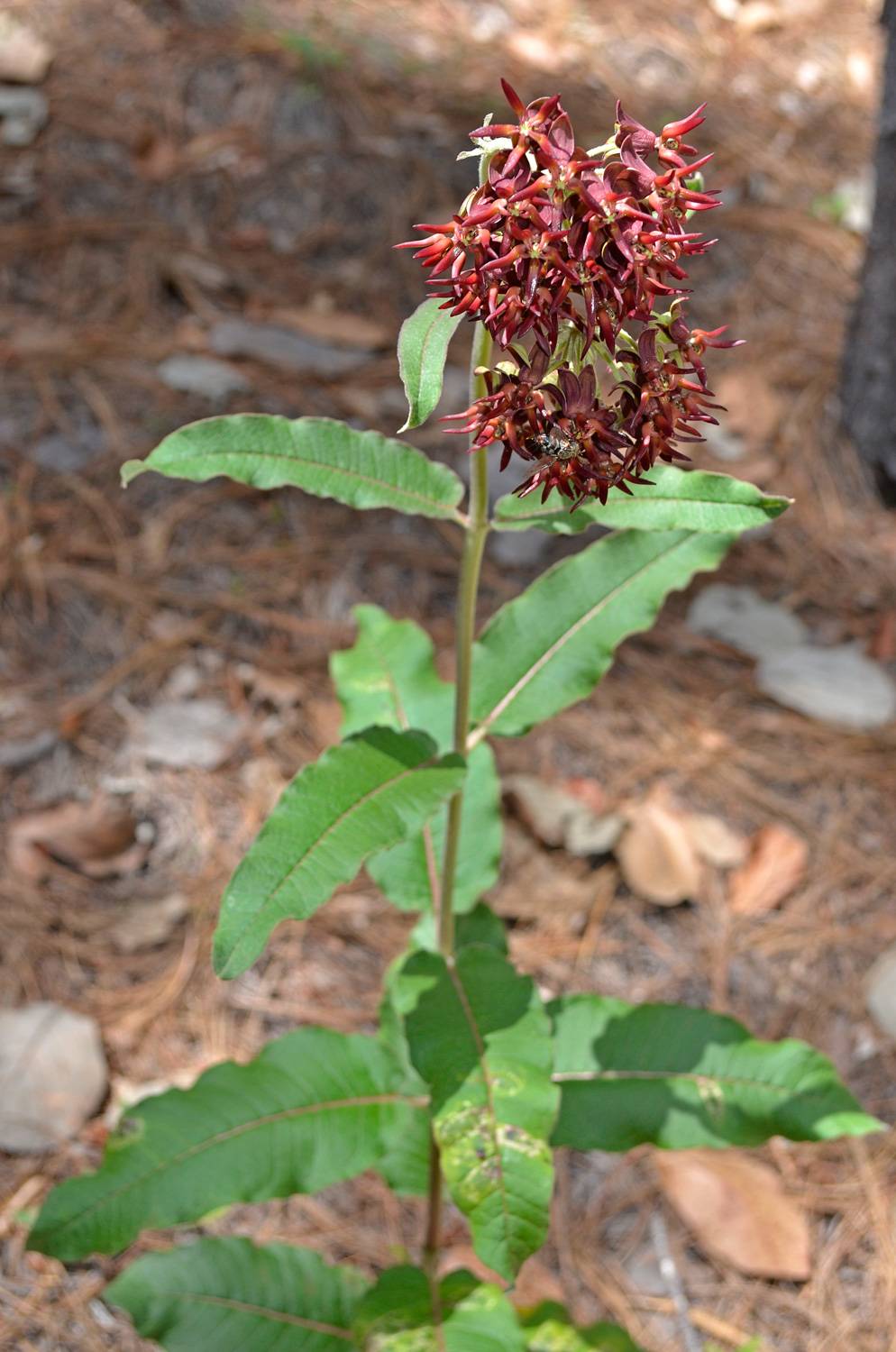 Asclepias hypoleuca image