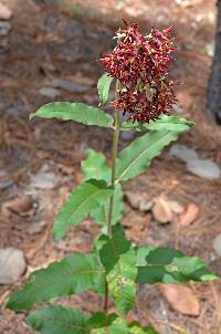 Asclepias hypoleuca image