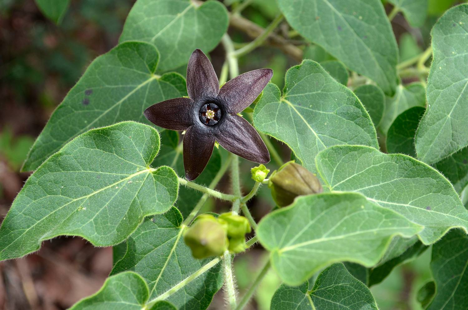 Matelea quercetorum image