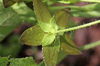 Matelea quercetorum image